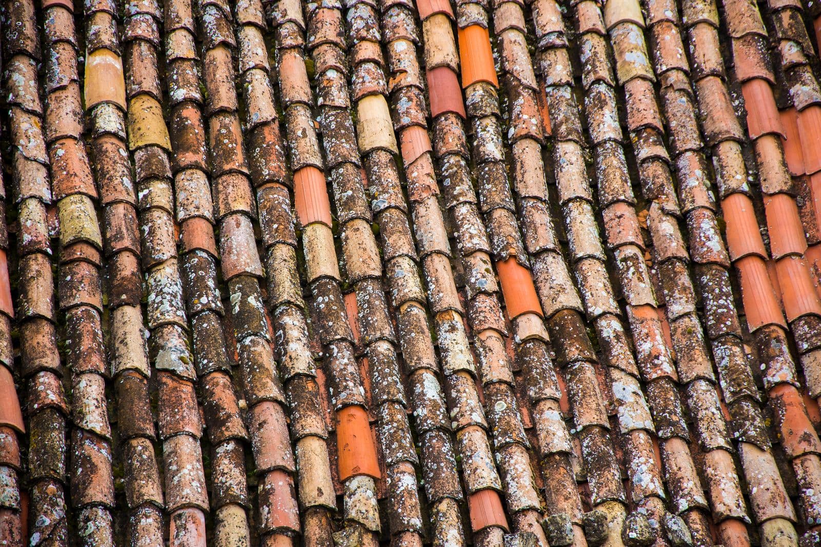 Tuiles anciennes piquées de lichen avant lavage