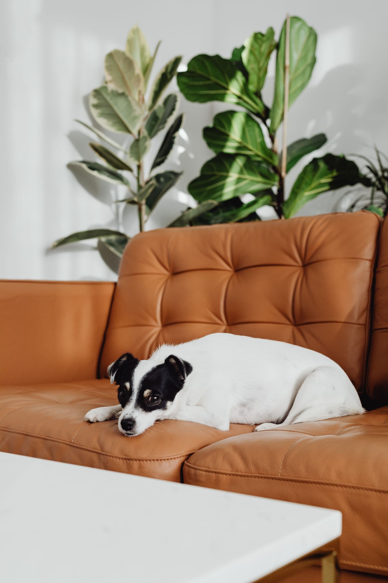 Petit chien couché sur un canapé en cuir camel